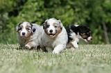 BERGER AUSTRALIEN PUPPIES 313